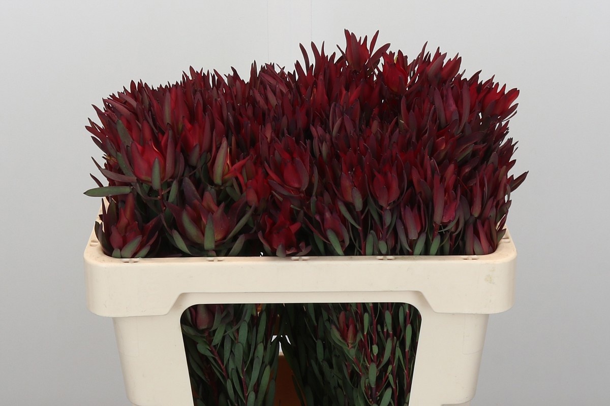 Леукадендрон Блаш 50, шт.