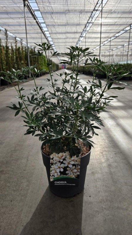 Choisya Green Fingers, D 29