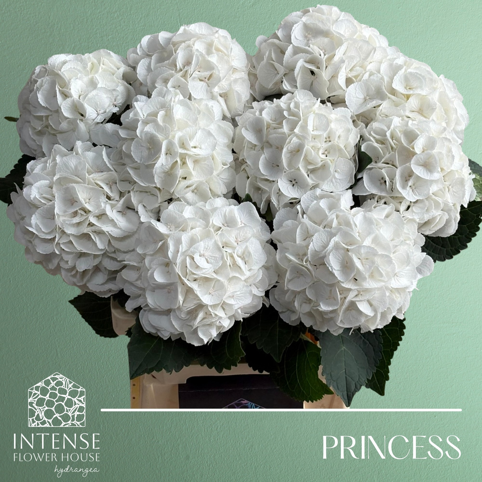 Гортензия Роял Принцесс 60, шт.