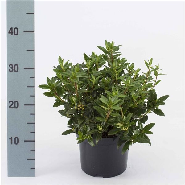 Rhododendron 'Blue Tit', D 17