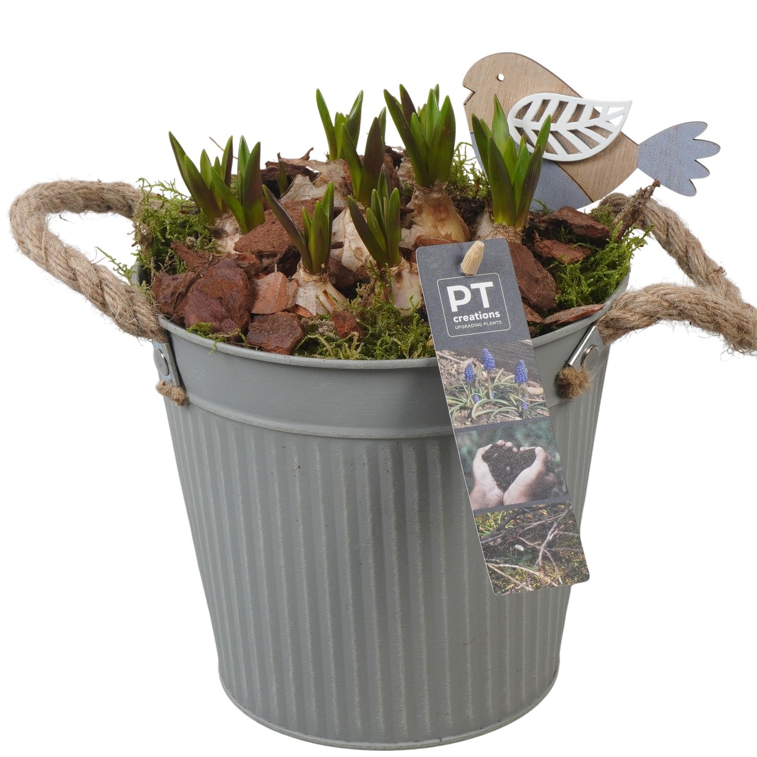 PTMB6180 Arrangement Muscari Blue in zink sierpot, D 16