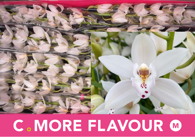 Цимбидиум мини Сью x10 60, шт.