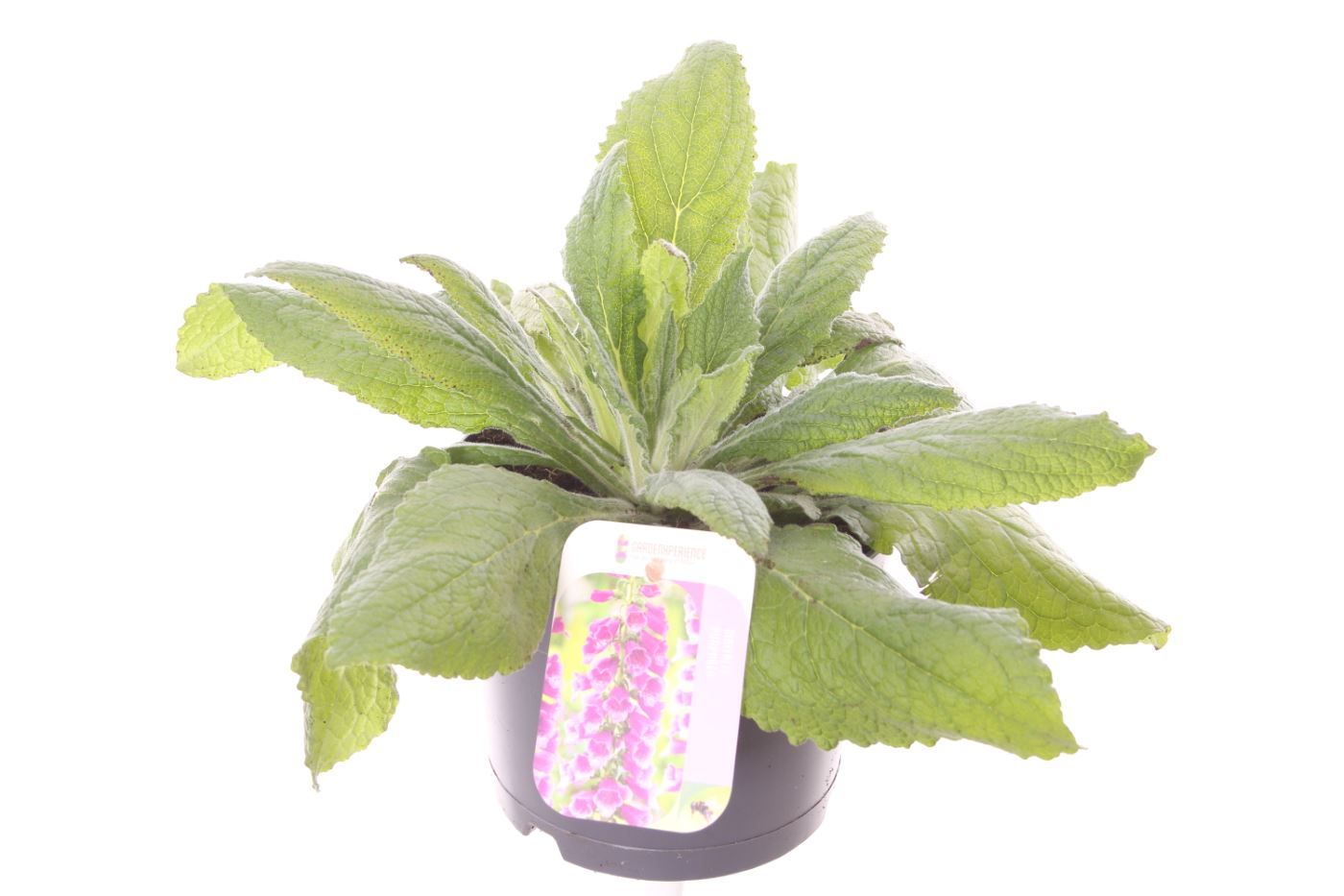 Digitalis purp. Dalmatian Purple, D 17