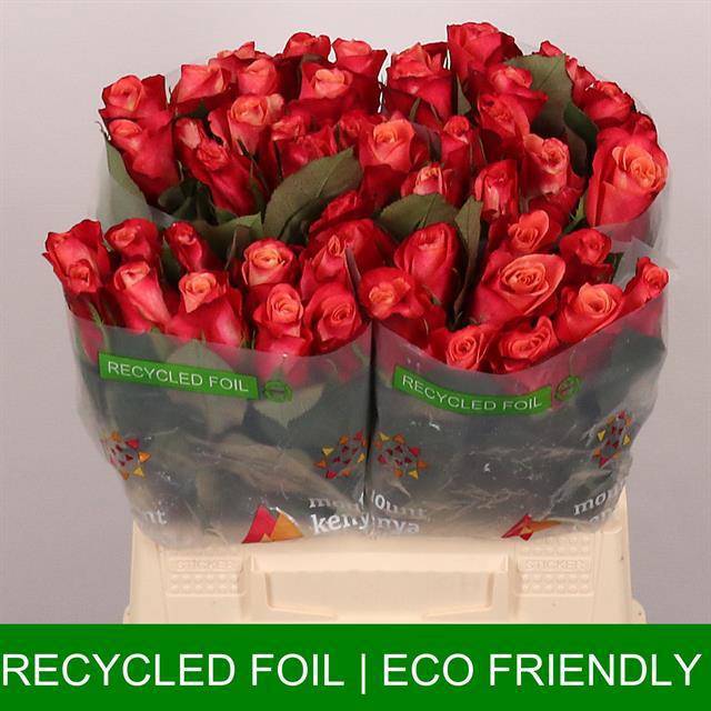 Роза од. Хелен 40, шт.