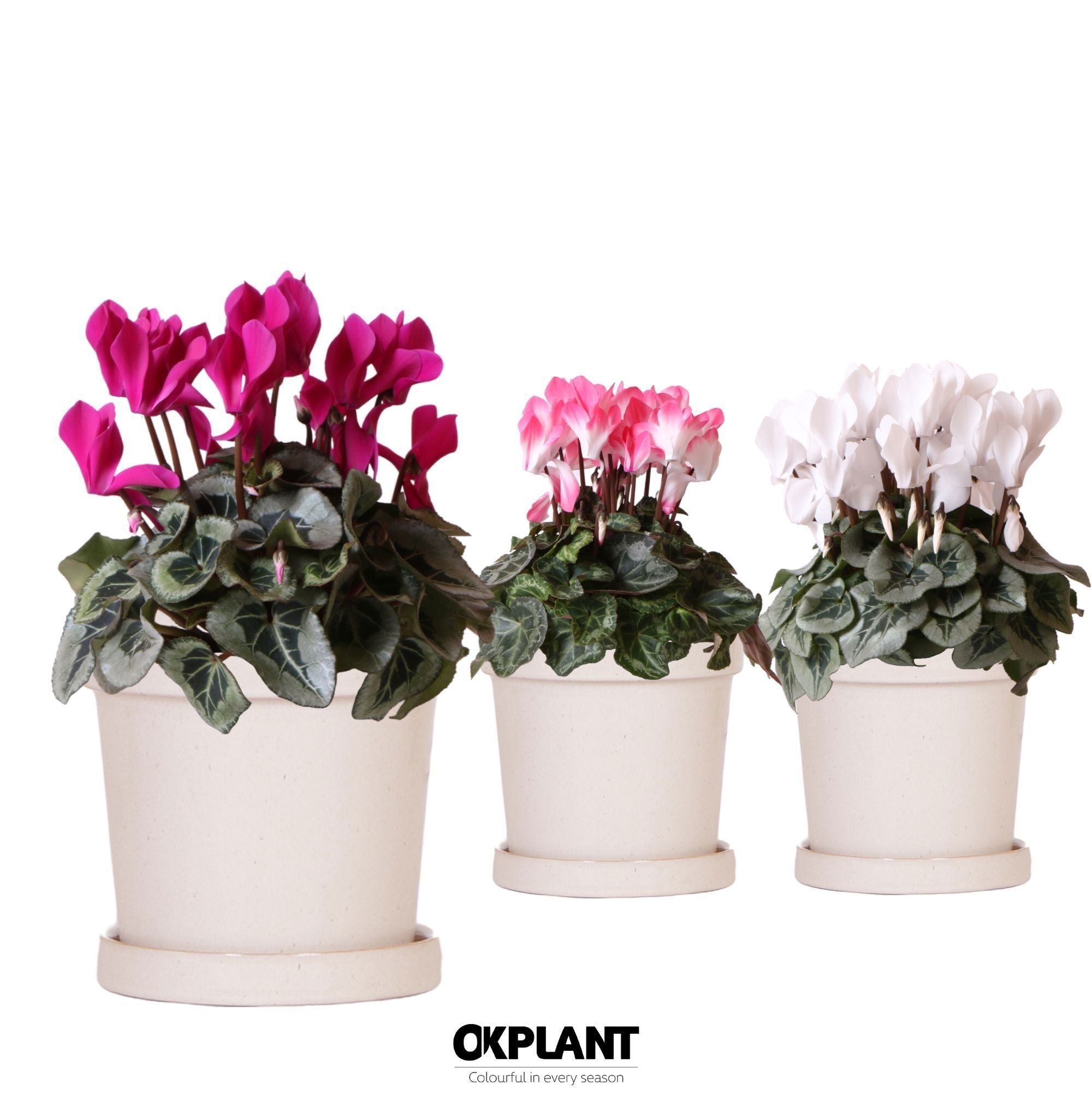 Cyclamen mix in Flower pot sand, D 12