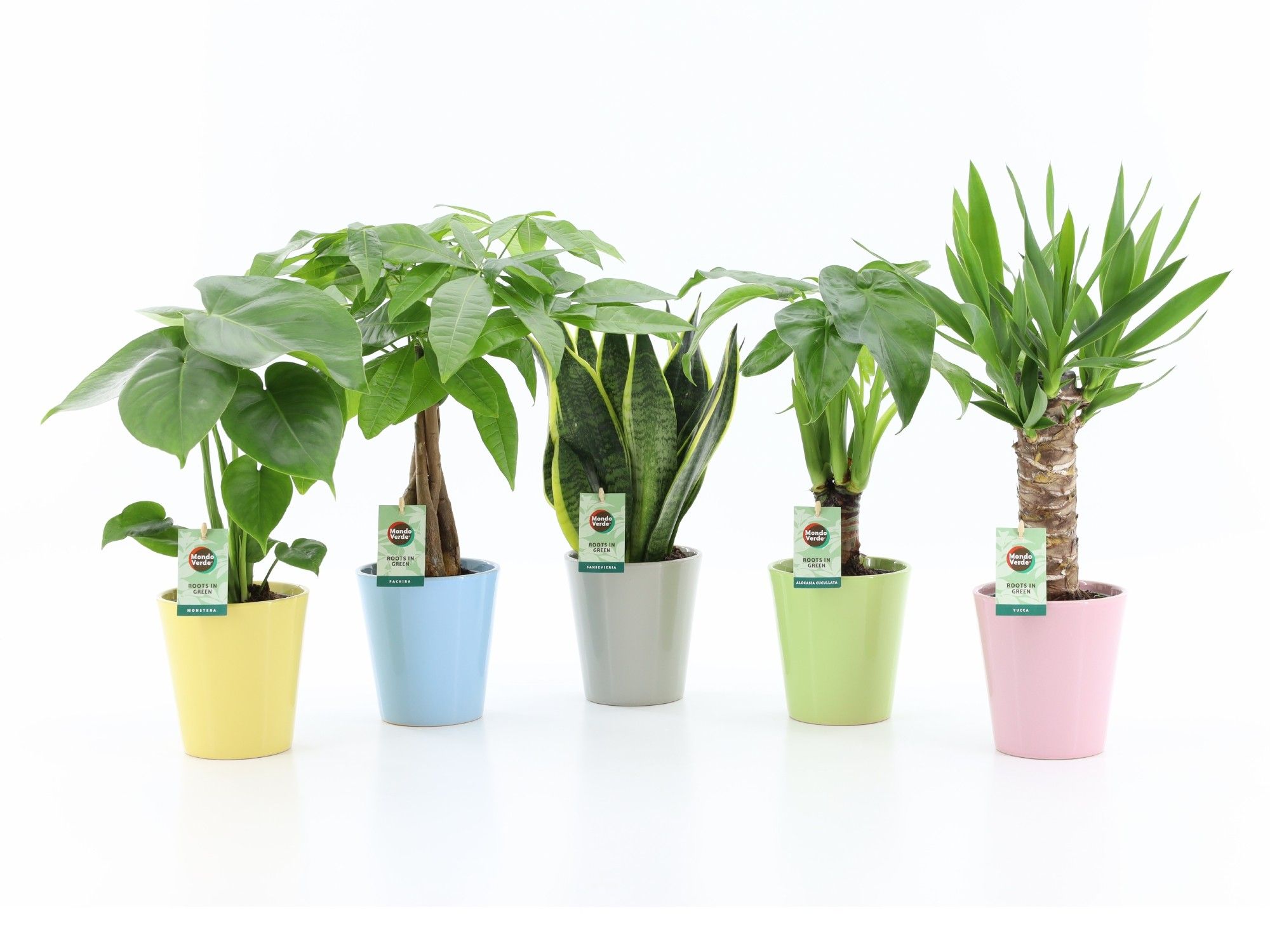 Tropic Mix in Pastel Keramiek, D 13