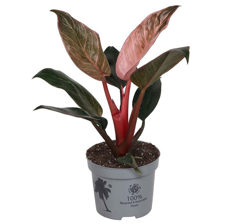 PHILODENDRON-HYBRID 'Pink Bikini', D 12