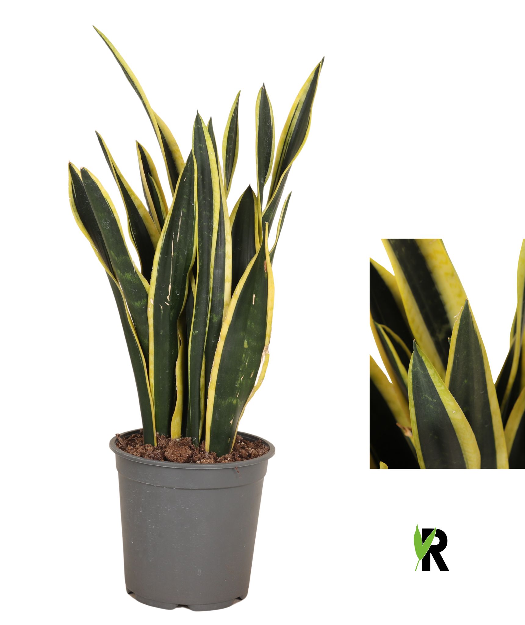 Sansevieria Orient Night, D 24