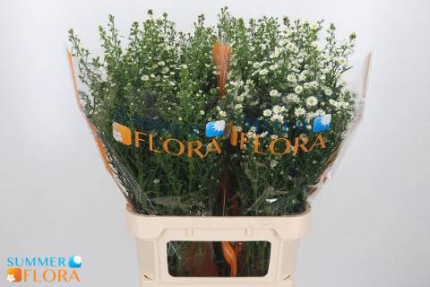 Астер Пакита 90, шт.