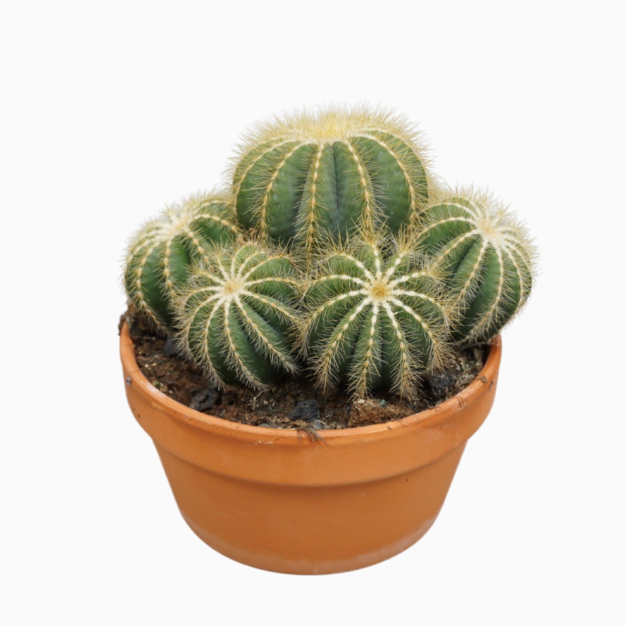 Notocactus magnificus 20 cm, D 20