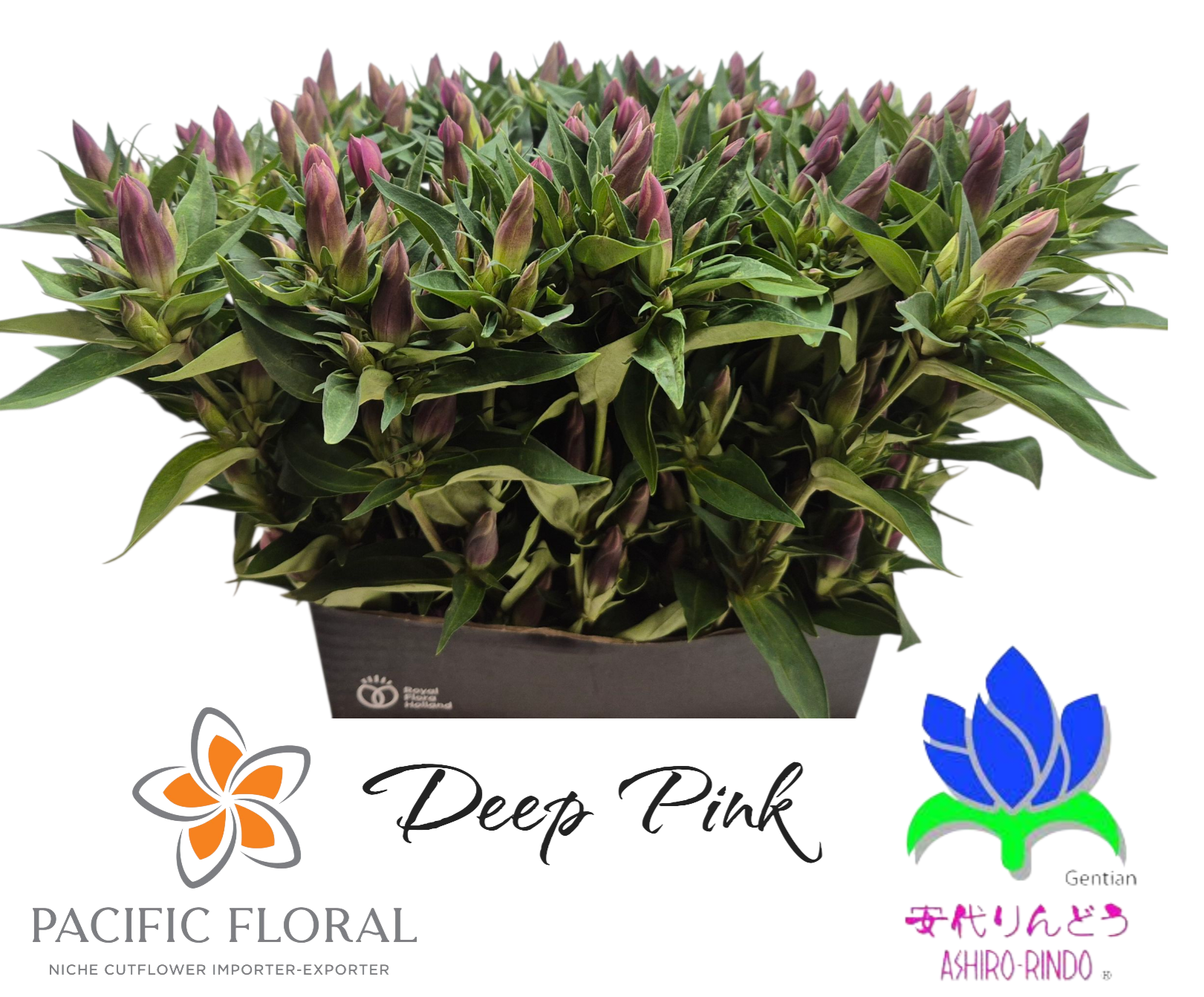 Гентиана Дарк Пинк Аширо 50, шт.