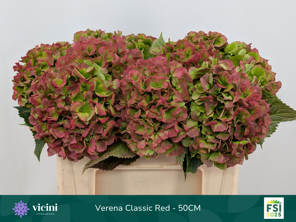 Гортензия Верена Классик 50, шт.