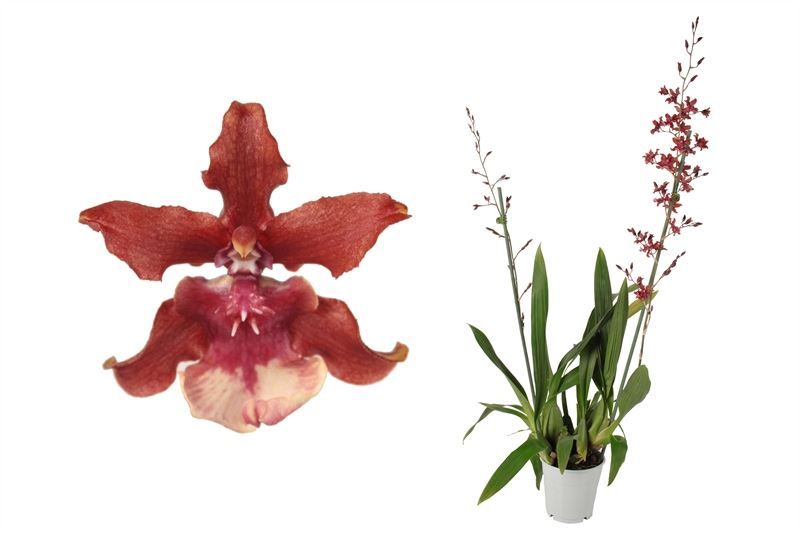 Oncidium p12 Sharry Baby 2T, D 12 cm
