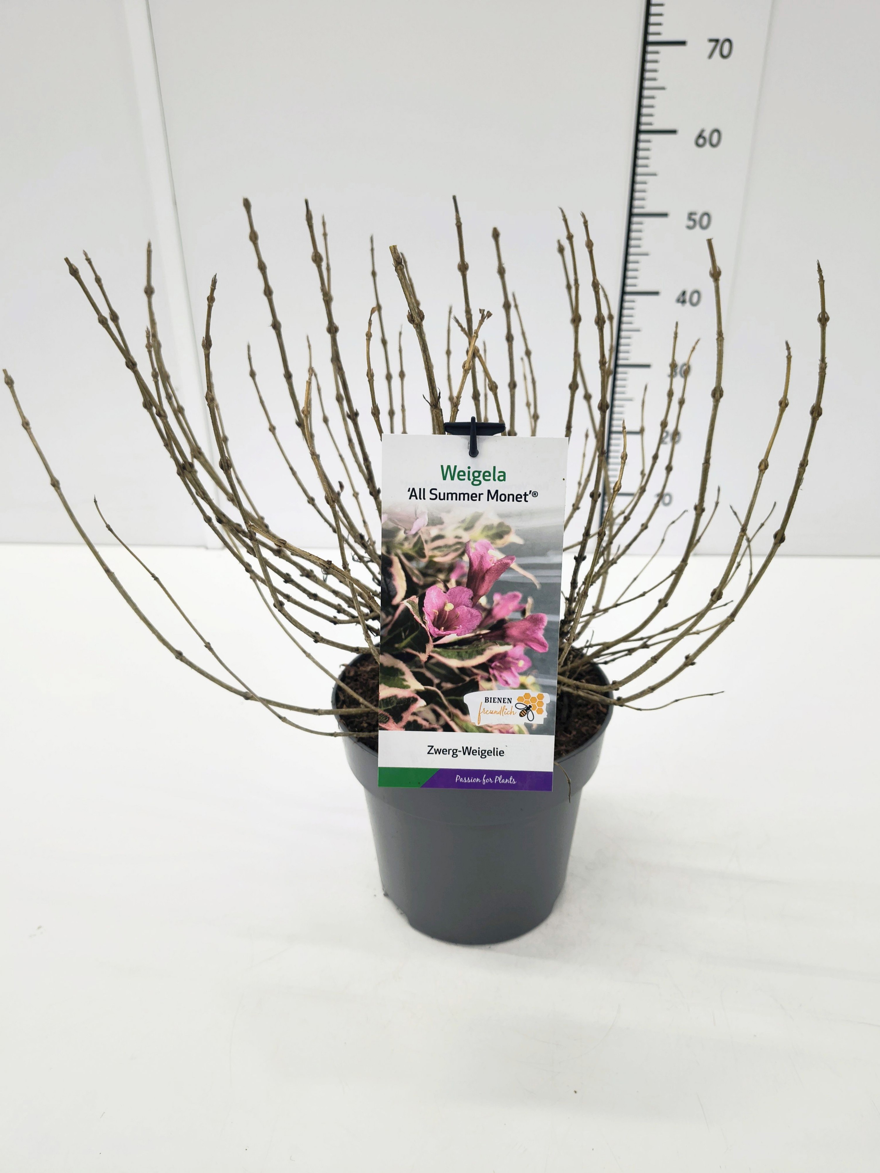 Weigela 'All Summer Monet' 30-40C5, D 23