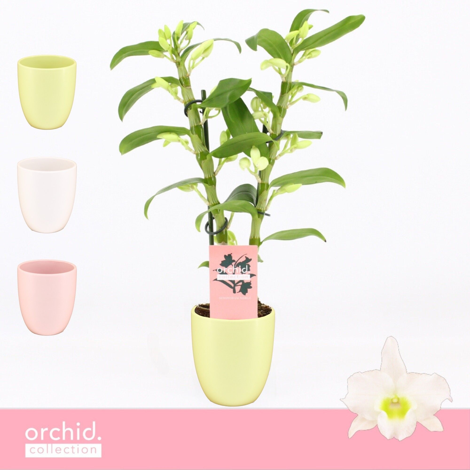 Dendrobium Nobilé, Apollon 2-spike Compact in Lotte Mix 'Orchid Collection', D 12