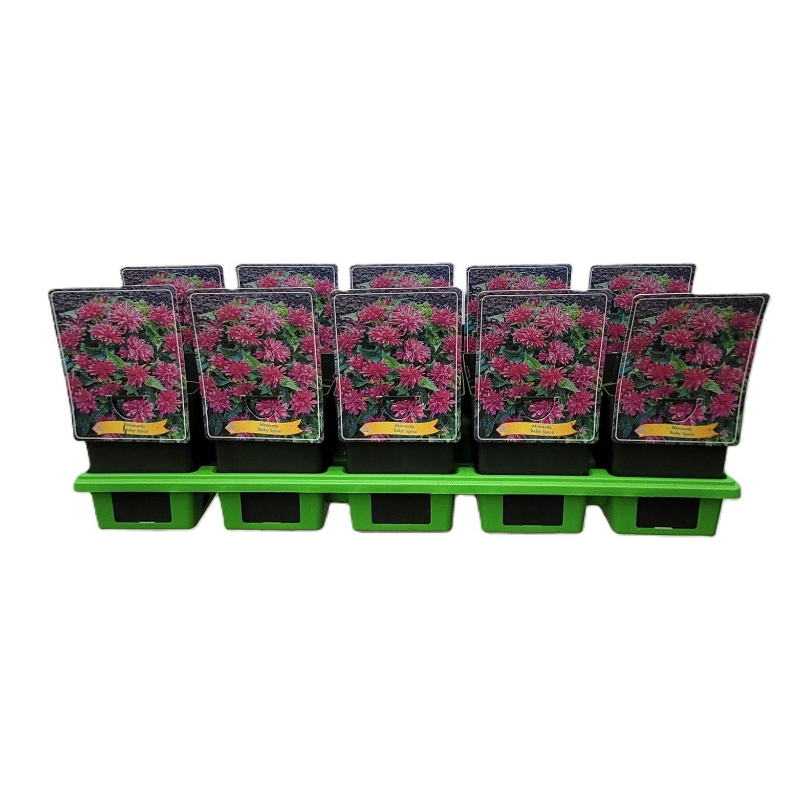 Monarda 'Baby Spice' P11, D 11