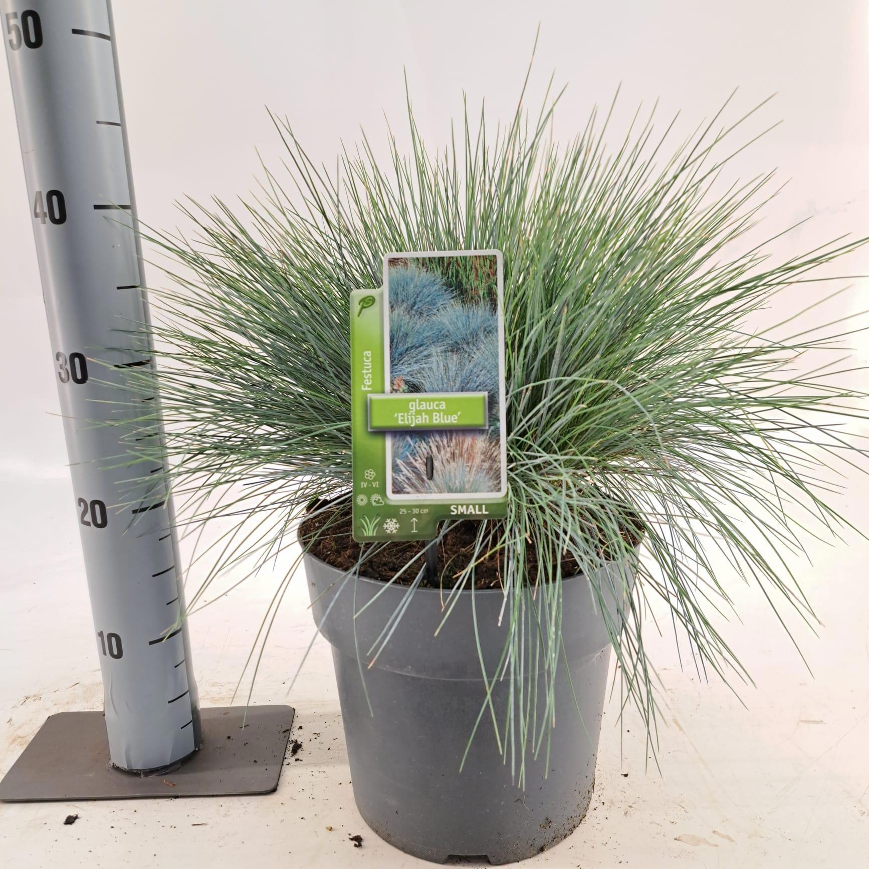 Festuca glauca 'Elijah Blue', D 23