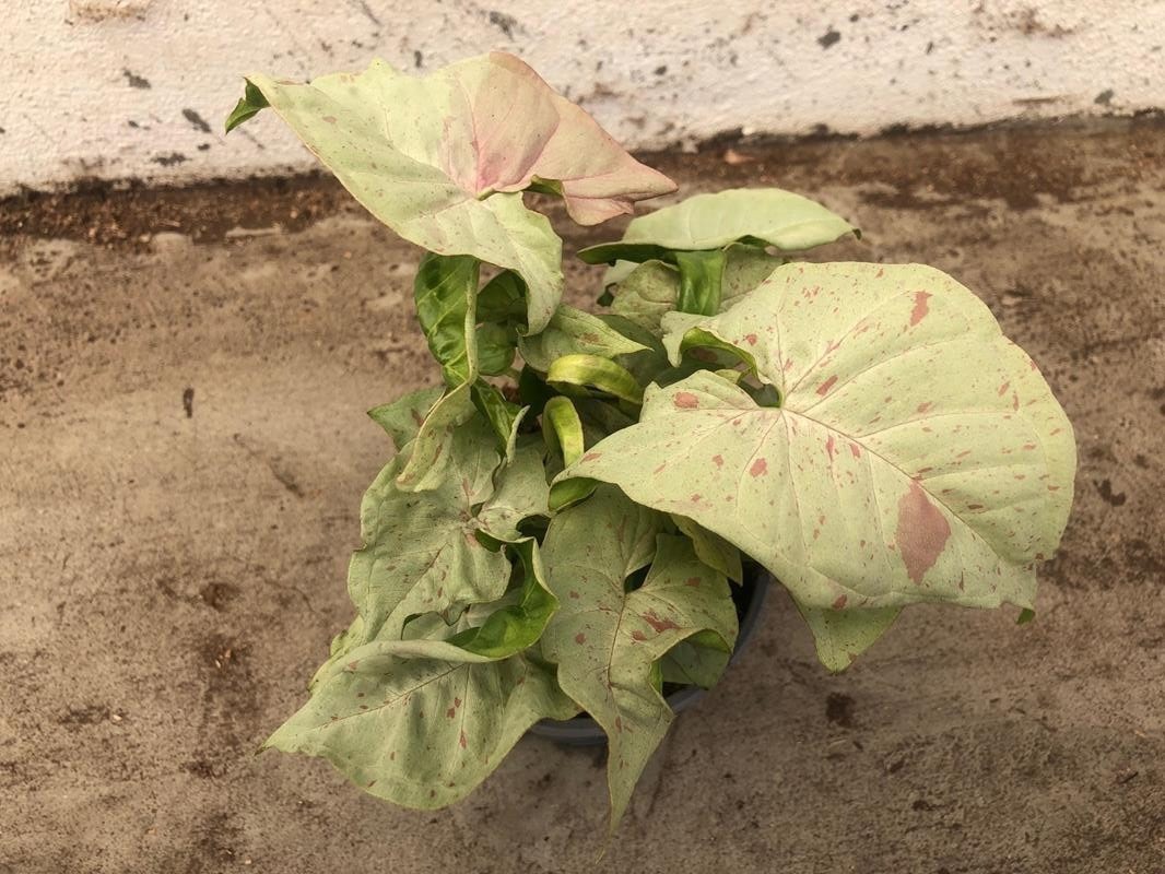 SYNGONIUM PODOPHYLLUM 'MILK CONFETTI', D 12 cm