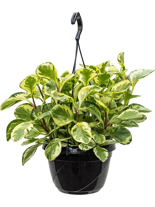 Peperomia obtusifolia 'Golden Gate', D 20