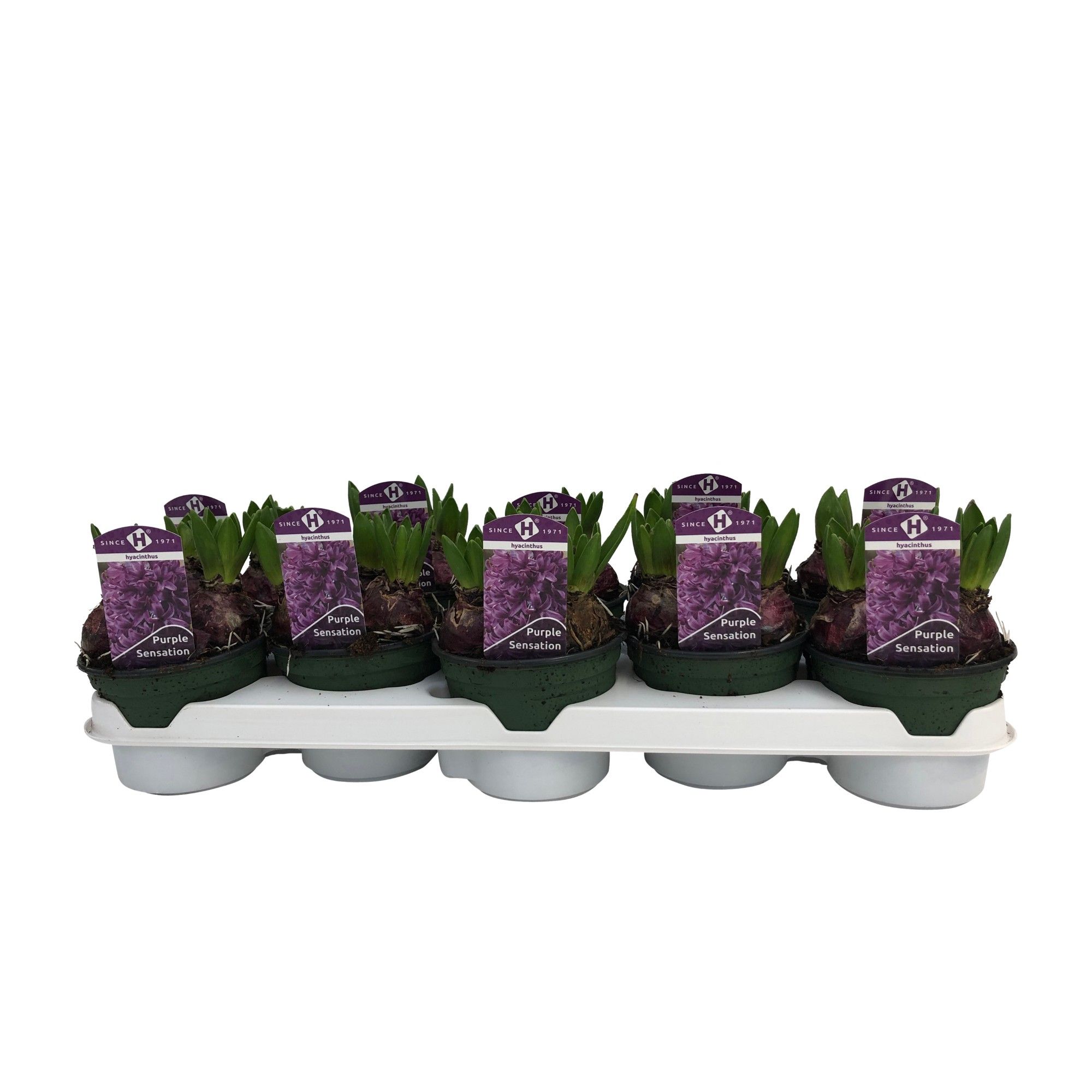 Hyacinthus orientalis 'Purple Sensation', D 12