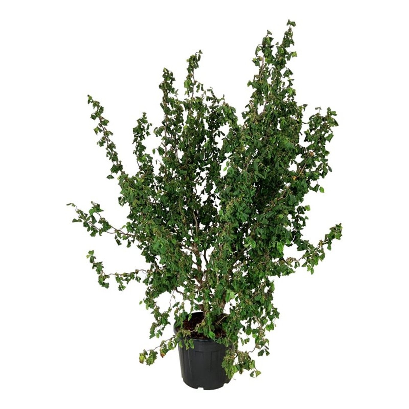 Corylus a. Medusa, D 50 cm