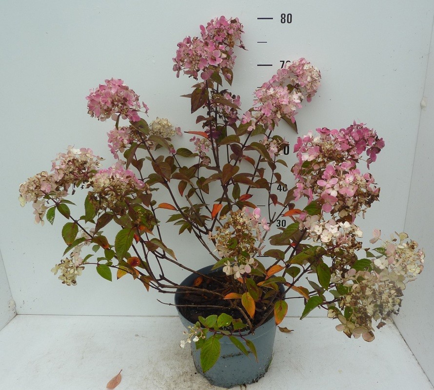 Hydrangea paniculata Diamond Rouge ®, D 27