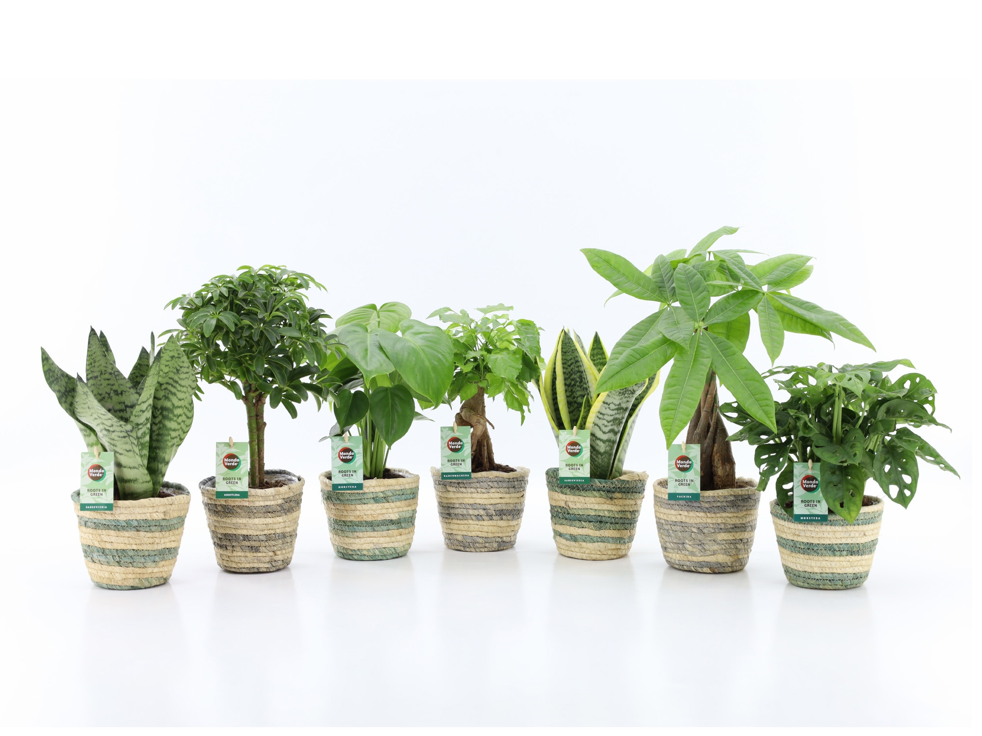 Easy to Care Mix in Noah Lines, D 14