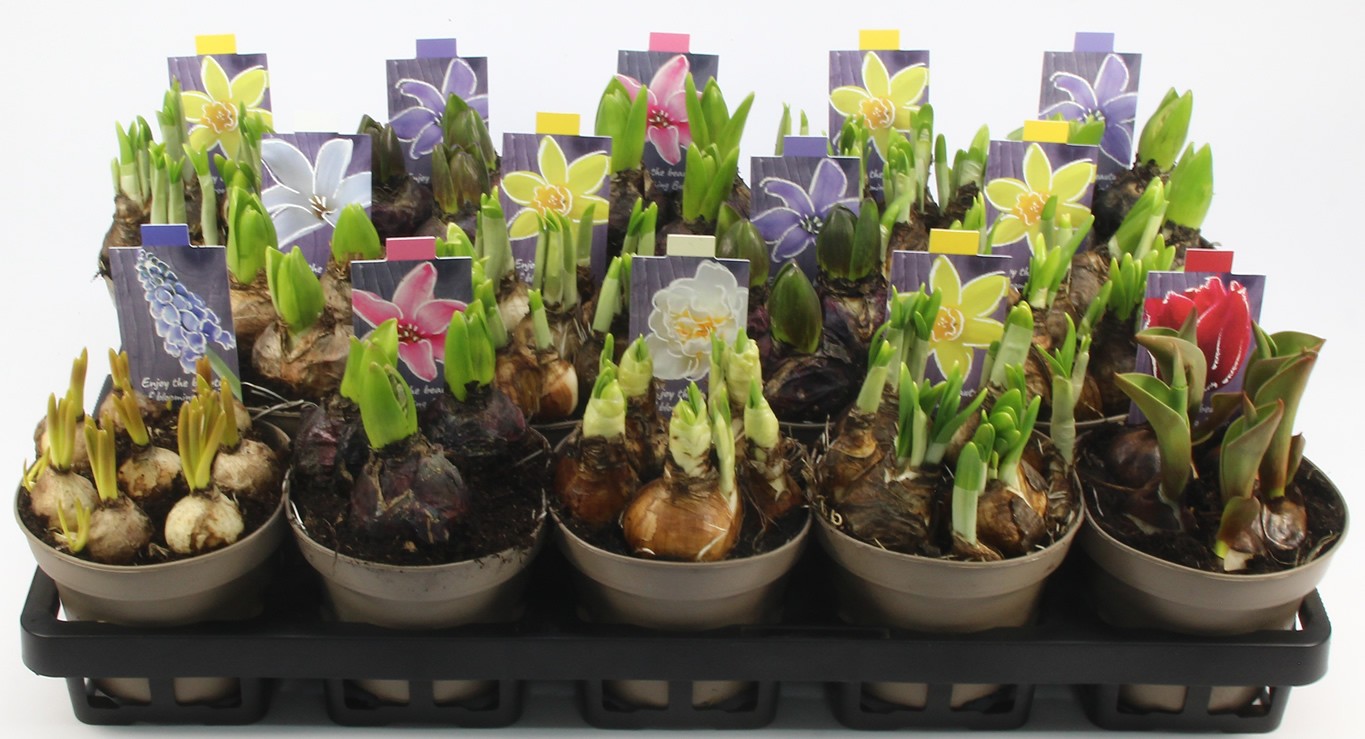 BOLLEN MIX 12 Floratino, D 12