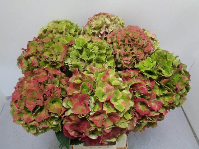 Гортензия Роял Пэлас Классик 60, шт.