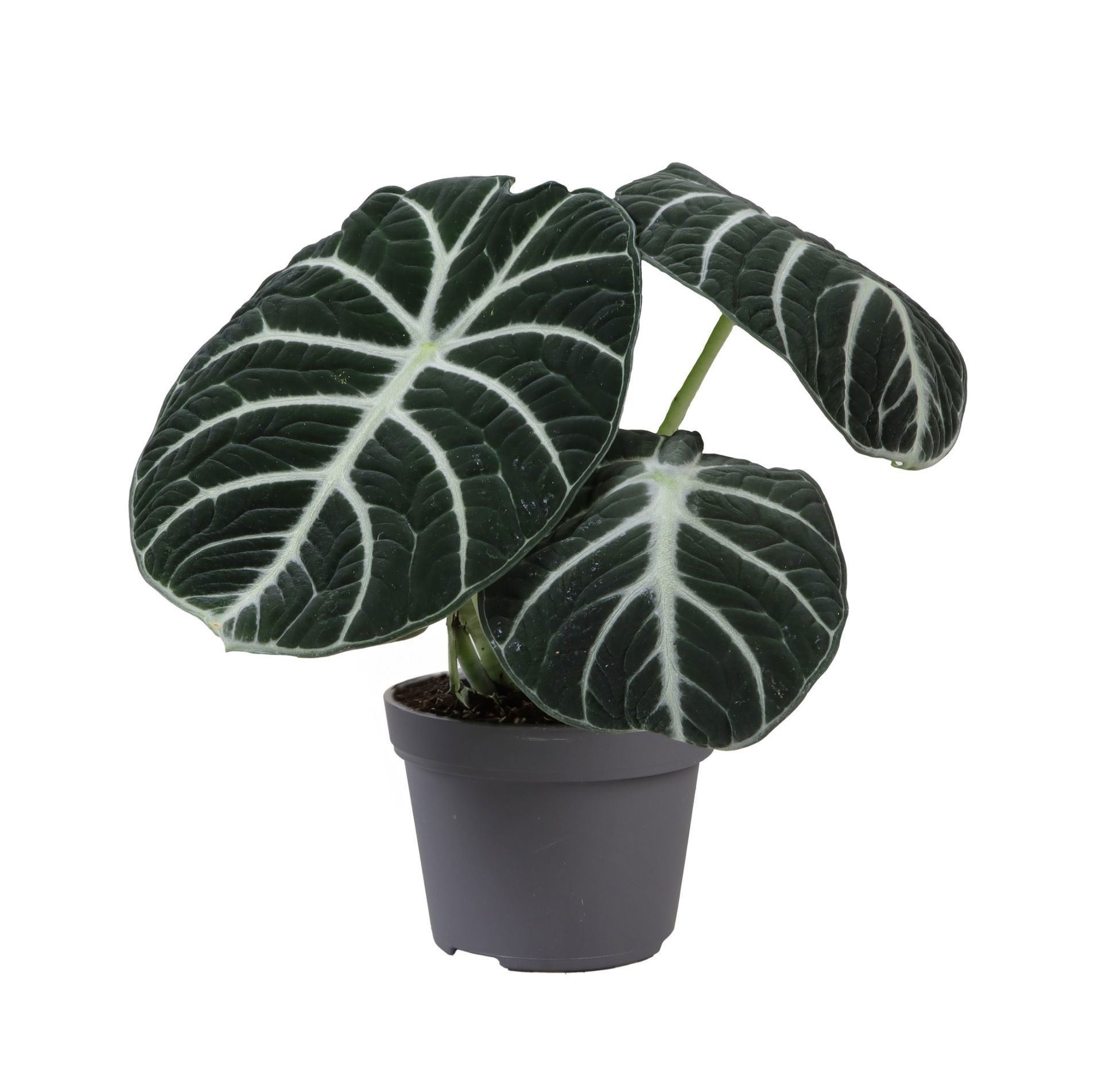 Alocasia Ninja 10 cm, D 10