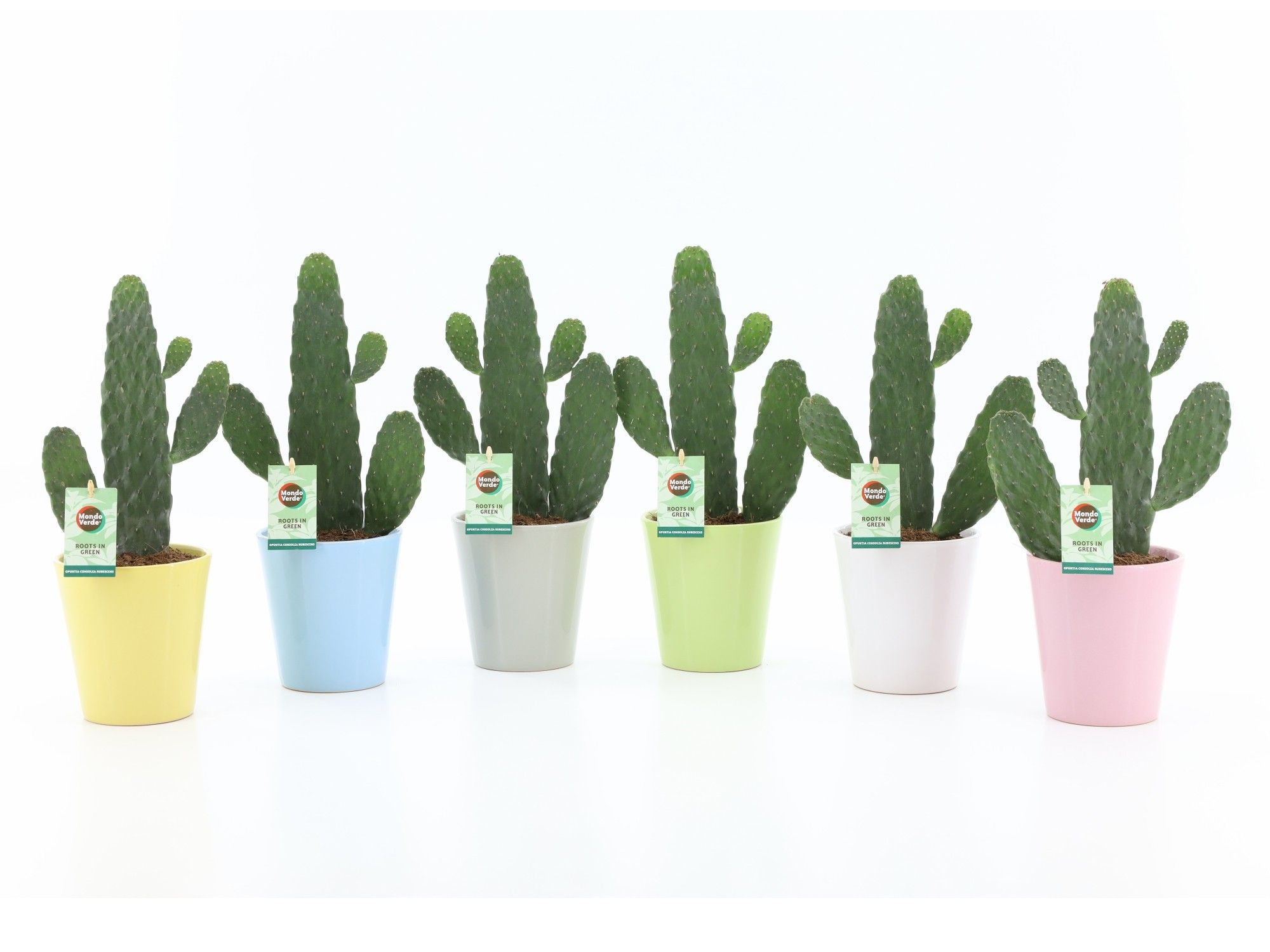 Opuntia rubescens Consolea in Pastel keramiek, D 13