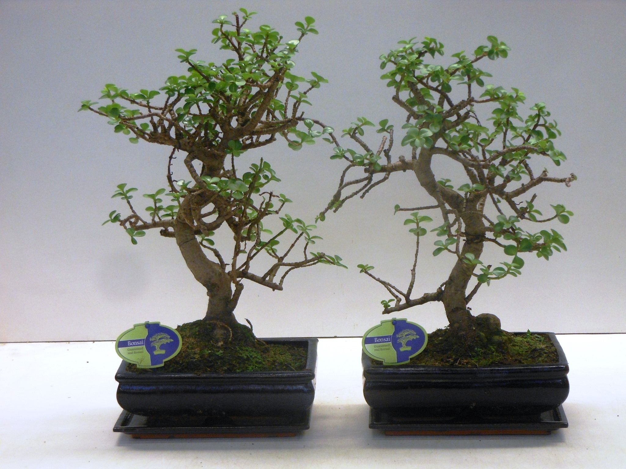 portulacaria afra shape , with drip tray, D 25