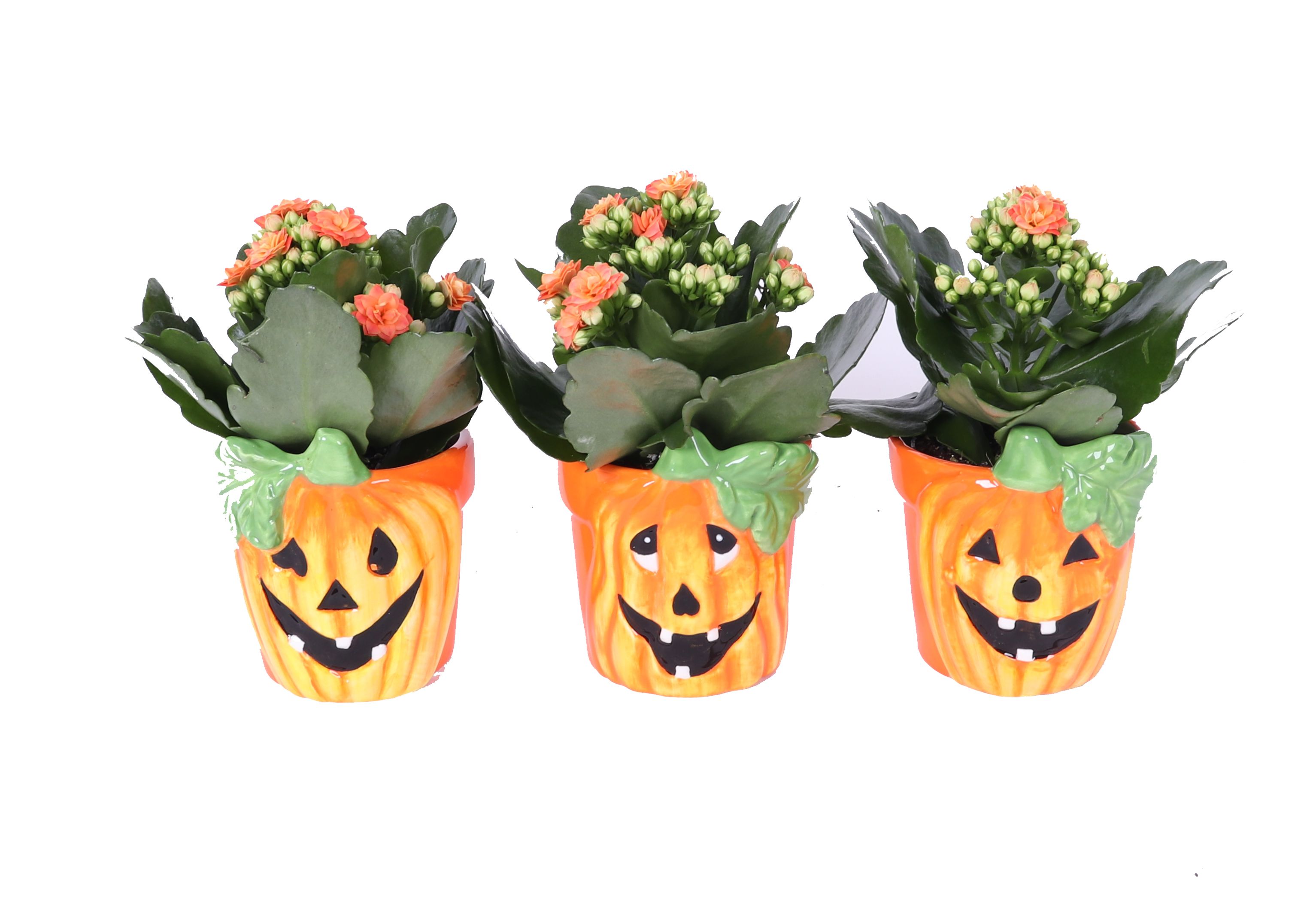 KP-856.1 - Kalanchoe Rosalina 7cm in halloweenpot, D 7 cm KP-856.1 - Kalanchoe Rosalina 7cm in halloweenpot, D 7 cm
