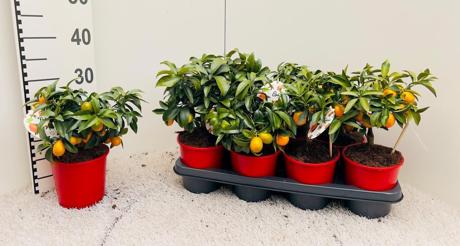 Citrus margarita Kumquat medi-bush, D 13