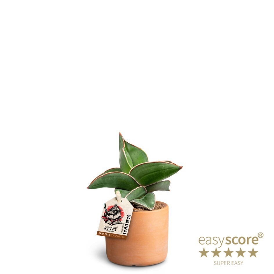 Raw Terracotta, Sansevieria ´Samurai´, D 7