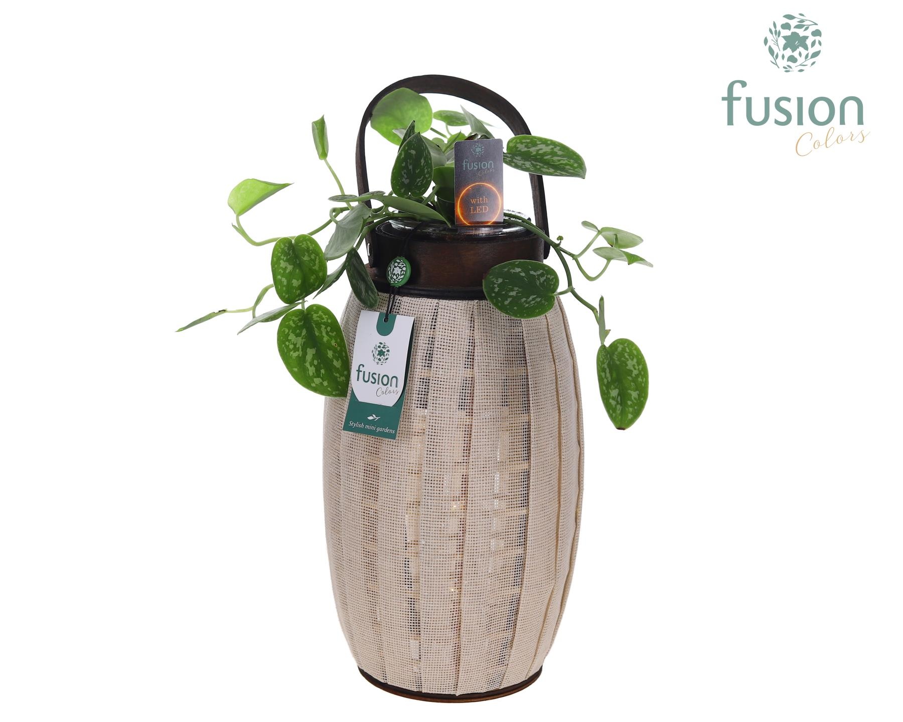 Houten Lantaarn met Scindapsus met 12 LED verlichting batterij, D 23