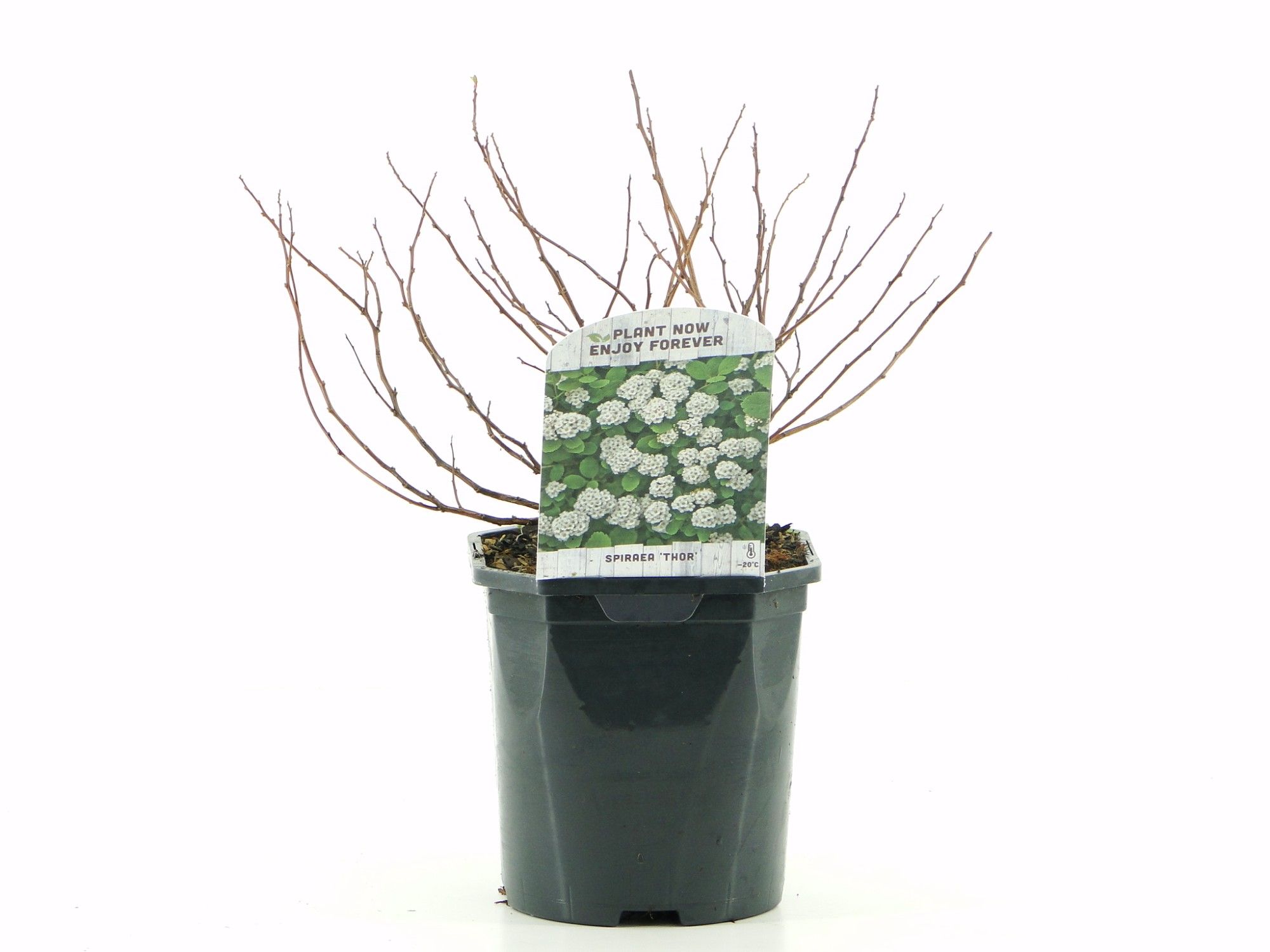 Spiraea betulifolia Thor, D 17 cm