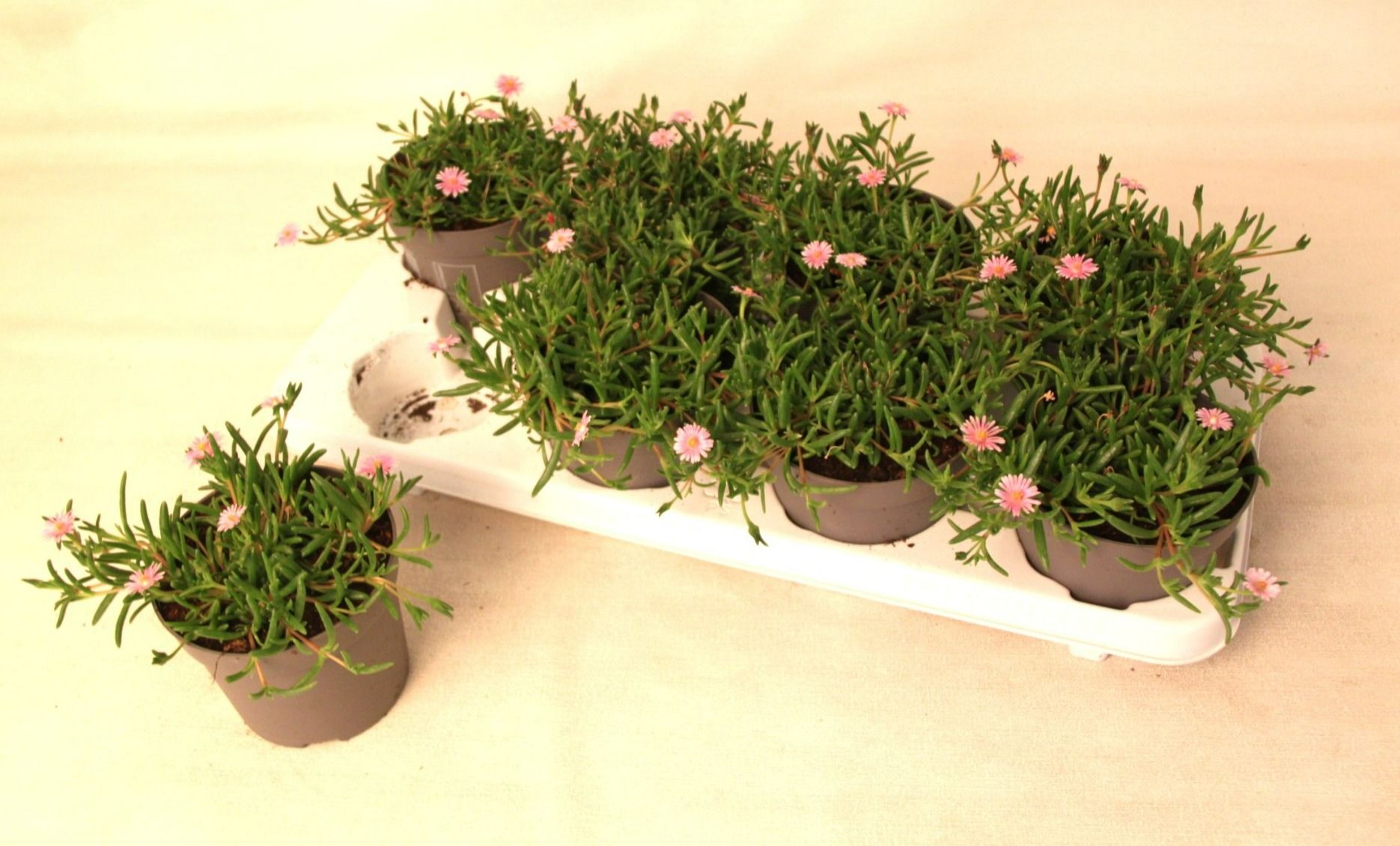 Delosperma Lido Pink, D 12