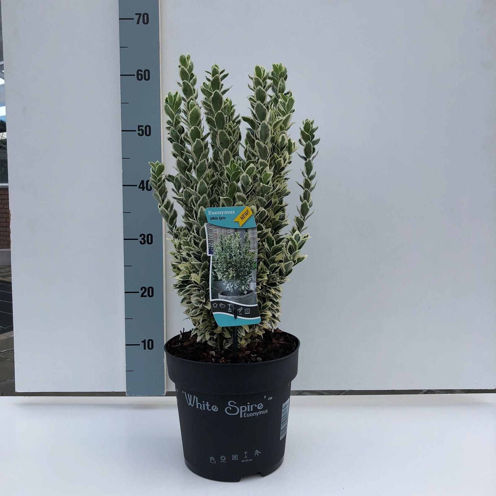 Euonymus jap. 'White spire' ®, D 21