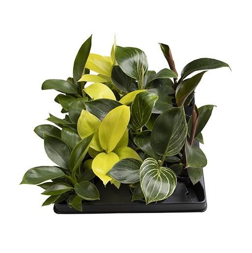 PHILODENDRON-HYBRID '65364 PHILODENDRON MIX', D 6