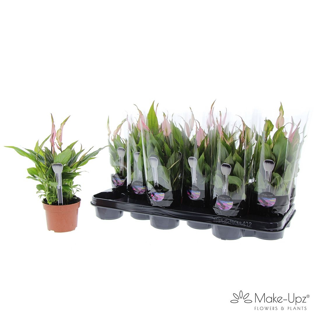 Spathiphyllum 10,5 cm Make Upz roze, D 10,5