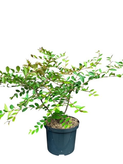 Lagerstroemia indica Acoma, D 23