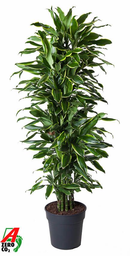 Dracaena Gold Coast vertakt P31, D 31