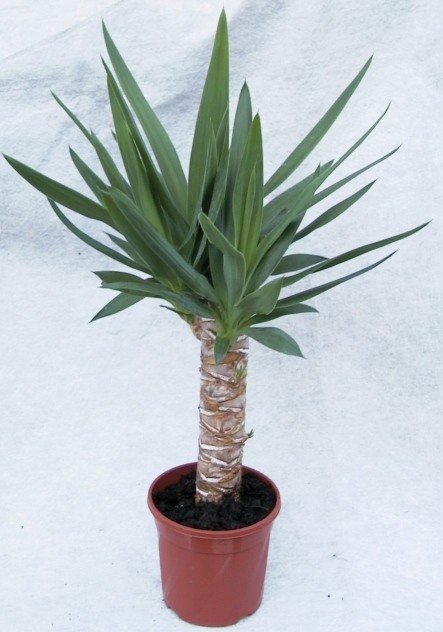 YUCCA ELEPHANTIPES 'Yuvva', D 17