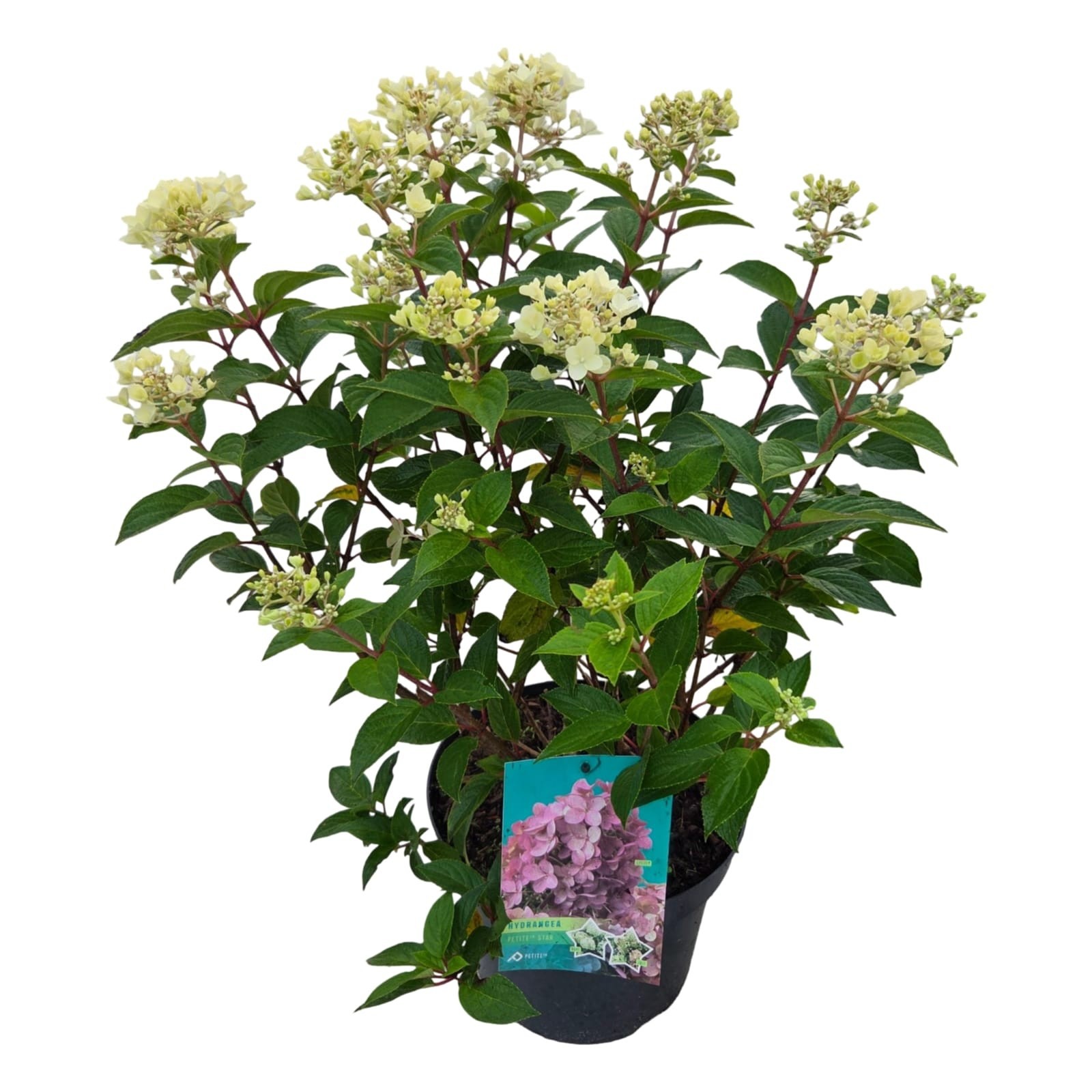 Hydrangea pan. 'Petite Star'®, D 26