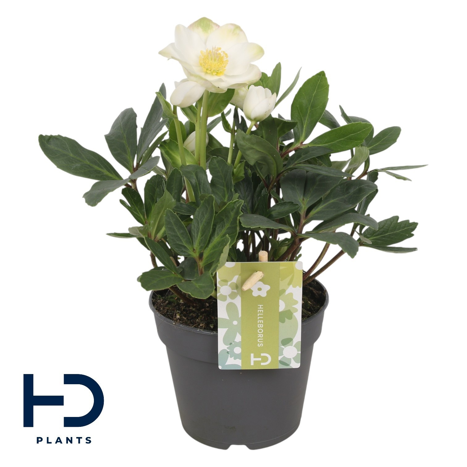 Helleborus niger 'Advent Star Early' LARGE p12, D 12 cm