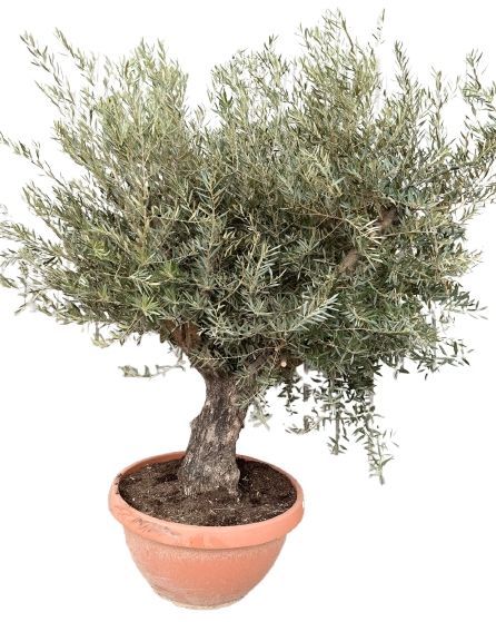 Olea europea P85 schaal, D 85 cm