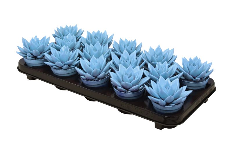 Miranda coloured light blue, D 8,5