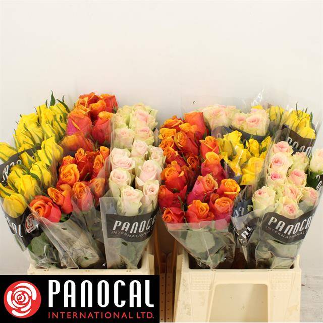 Роза од. Микс в баке 40, шт. Роза од. Микс в баке 40, шт.