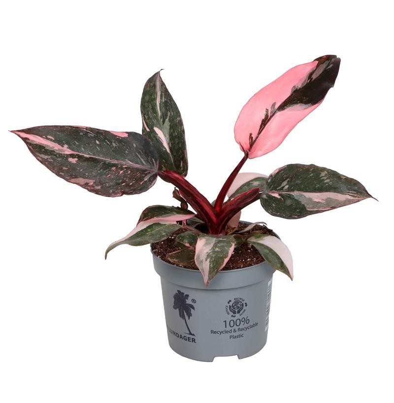 PHILODENDRON-HYBRID PINK PRINCESS, D 9 cm